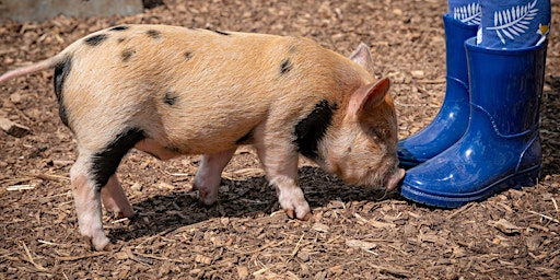 Piggy Pet & Play Pre-Springing Offer! primary image