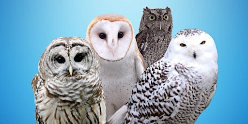 Primaire afbeelding van Owl Festival