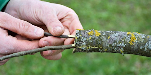 Bud Grafting Workshop primary image