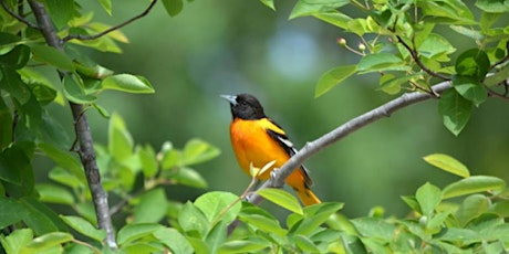 Hauptbild für Let's Go Birding - Spring Migration!