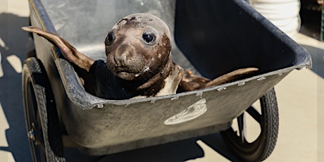 Hauptbild für Behind-the-Scenes Look at Pupping Season