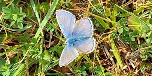 Imagem principal do evento Ben Lomond Butterfly Walk