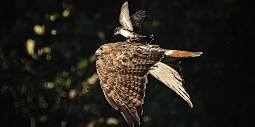 Primaire afbeelding van Welcome to Nature Photography