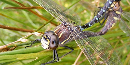 Dragonflies and Damselflies primary image