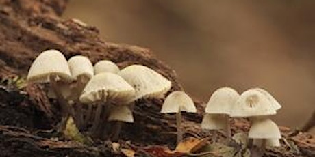 Fungi Identification for Improvers