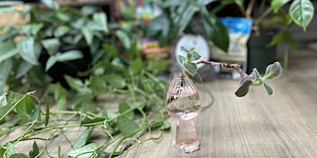 Beginner Houseplant Propagation Workshop With Sheryl