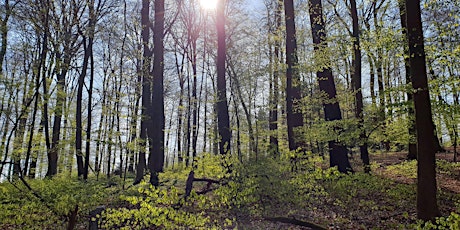 Forest Bathing - Remotely guided relaxation  primärbild