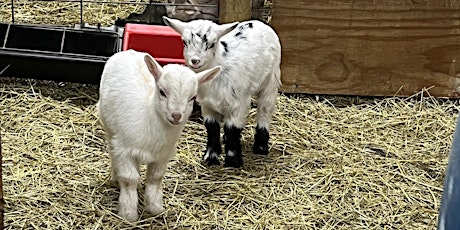 Spring break Goat Therapy & Baby Cuddles and help put them to bed! primary image