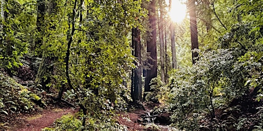 Hauptbild für Experiencing the Redwoods Through All 5 Senses