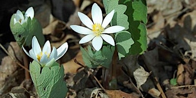 Spring Wildflowers With East Side Tribe primary image