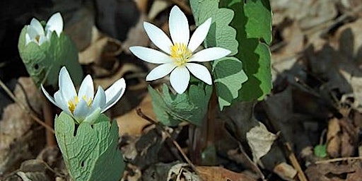 Spring Wildflowers With East Side Tribe primary image