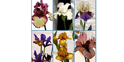 Immagine principale di 2024 Kaleidoscope of Color - Prescott’s Festival of Iris 