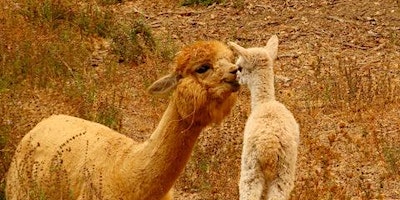 Primaire afbeelding van Watsonville Insight Eco-Dharma Alpaca Ranch Tour