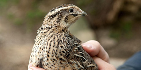 Raising Coturnix Quail