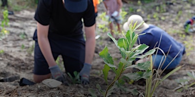 Imagem principal do evento NaturallyGC: Friends of Federation Walk- Tree Planting