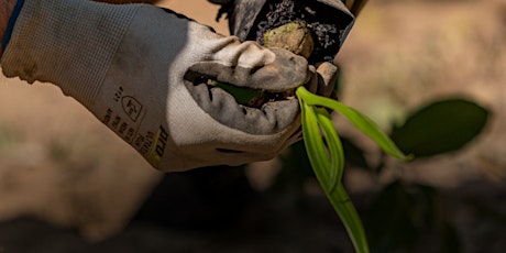 NaturallyGC: Carrara Landcare Group- Tree planting