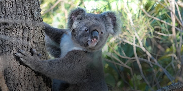 NaturallyGC Koala Count Conservation Walk