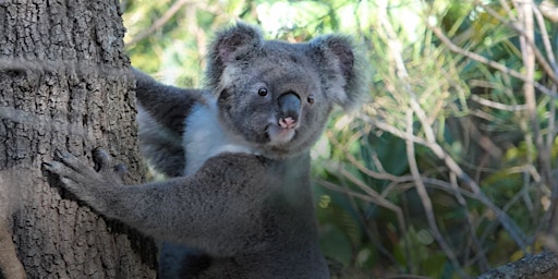 Immagine principale di NaturallyGC Koala Count Conservation Walk 