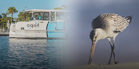 Imagem principal do evento NaturallyGC  Birds of the Broadwater (Boat Tour)