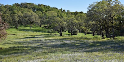 Imagem principal do evento Spring Flowers at Bouverie Preserve