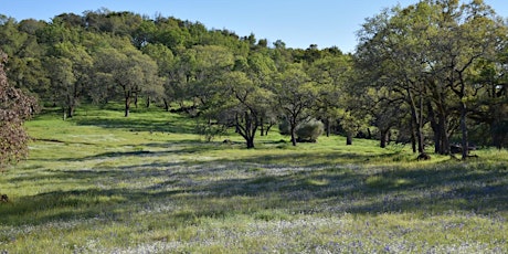 Spring Flowers at Bouverie Preserve