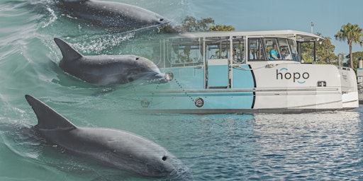NaturallyGC  Marine Life of the Broadwater (Boat Tour)