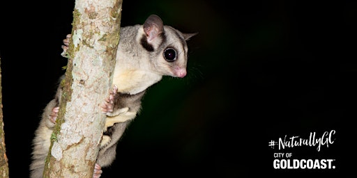 Primaire afbeelding van NaturallyGC Youth - Creatures of the Dark (Ages 12 +)