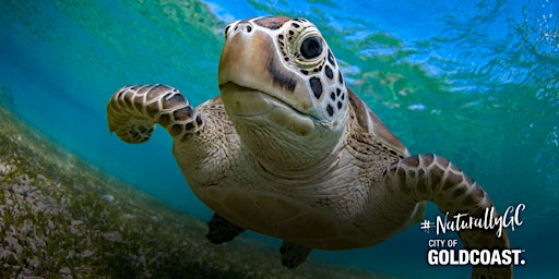 Imagem principal de NaturallyGC Kids-Life of Marine Turtles