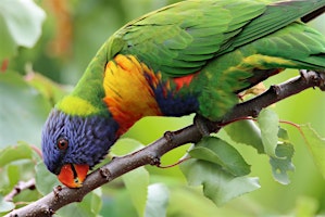 Chirp! Lane Cove Bush Kids primary image