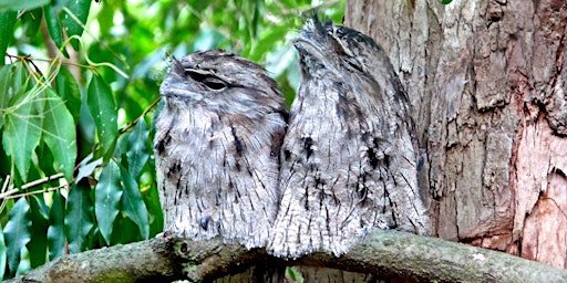 Immagine principale di Hide and Seek - Lane Cove Bush Kids 