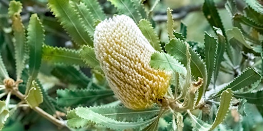 Bush Fairies and Banksia Boys - Lane Cove Bush Kids  primärbild