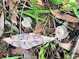 Bush Treasures - Lane Cove Bush Kids  primärbild