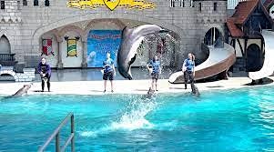 Hauptbild für The festival to watch dolphins perform is extremely special