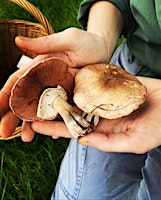 TASTER Foraging Workshop in Marlborough primary image