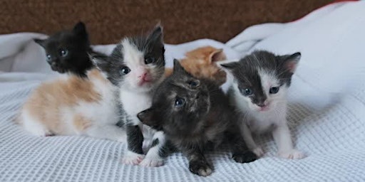 Paint + Sip with kittens!  primärbild