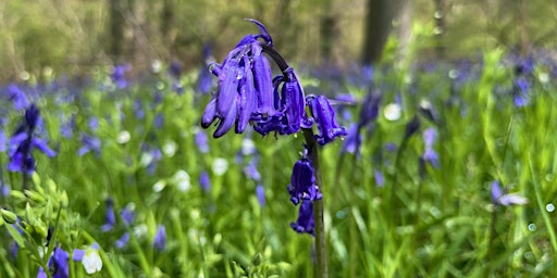 Image principale de An Introduction to Spring Flower Painting