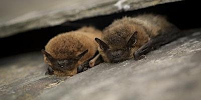 Imagen principal de Bats: ecology and using bat detectors