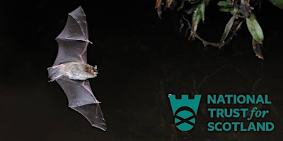 Imagem principal do evento Bat Walk at Threave Nature Reserve