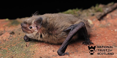 Hauptbild für Bat Detection at Threave Garden