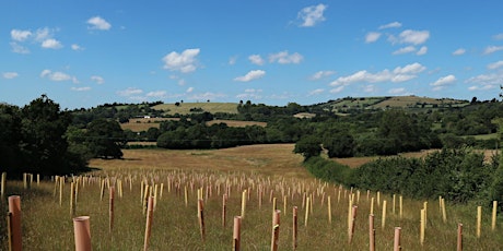 Walking the new Great Avon Wood