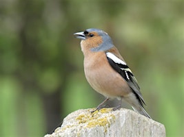 Primaire afbeelding van Dawn chorus