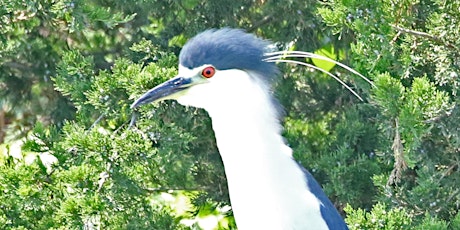 Forsythe (Brigantine) NWR