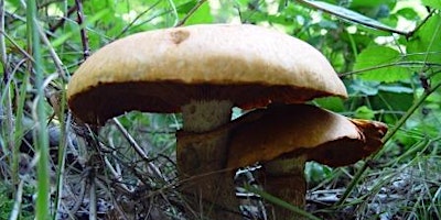 Identifying Fabulous Fungi primary image