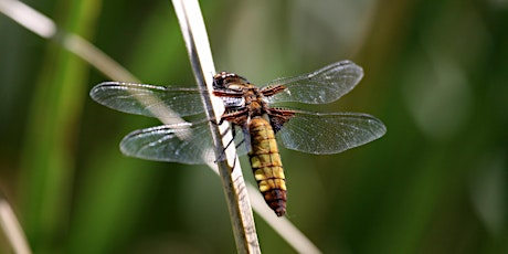 Imagen principal de ERCCIS Dragonfly Workshop