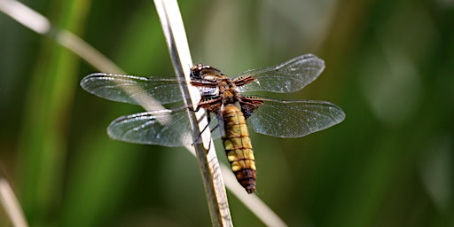 Primaire afbeelding van ERCCIS Dragonfly Workshop