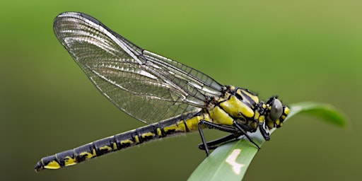 Primaire afbeelding van Balade sonore Insectasia