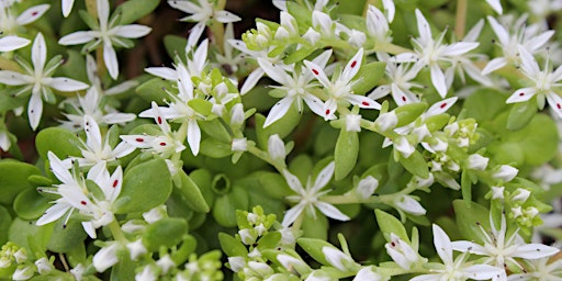 Native Plant Share- Wild Ones Greater Baltimore primary image