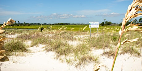 Otter Island Birding Tour- Southeast Shorebird Festival Week