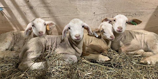 Imagem principal do evento Meet the Spring Lambs at Willow Pond Sheep Farm
