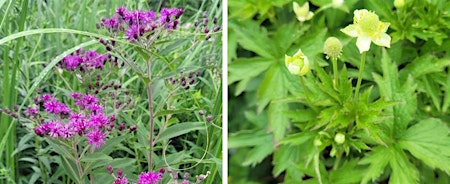 Hauptbild für More Than Pretty Perennials Native Plant Workshop